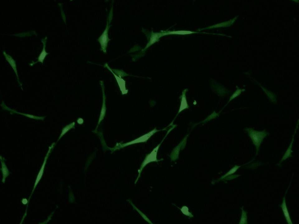 NEPA21 / REF - Rat Embryonic Fibroblasts - Transfection Efficicency 99 per cent